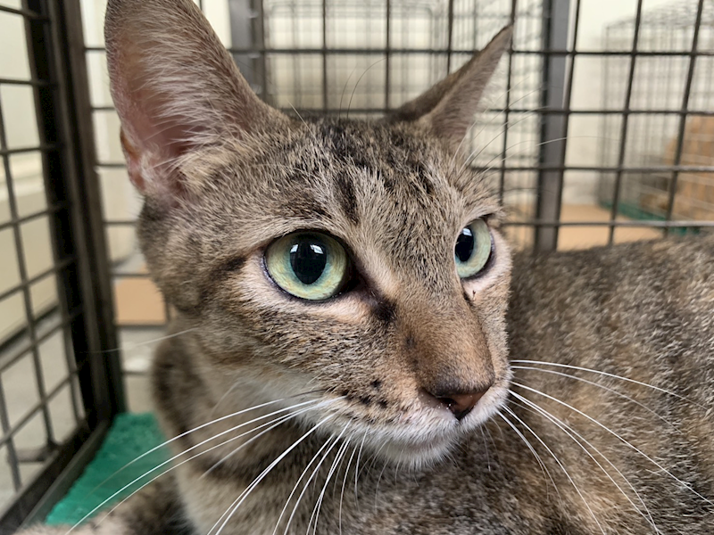 臺北市動物之家,編號:465136, 混種貓                 