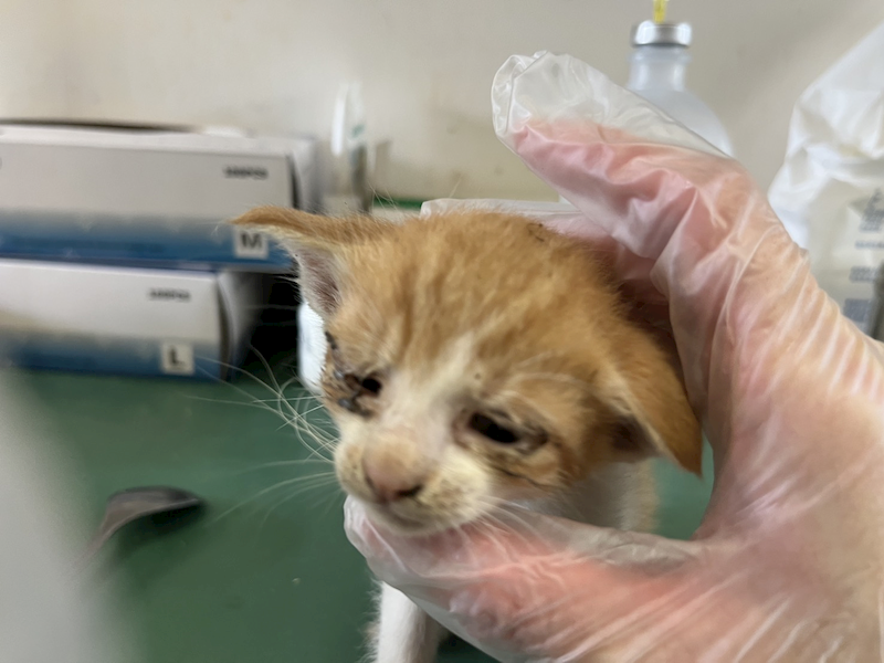 桃園市動物保護教育園區,編號:452443, 混種貓                 