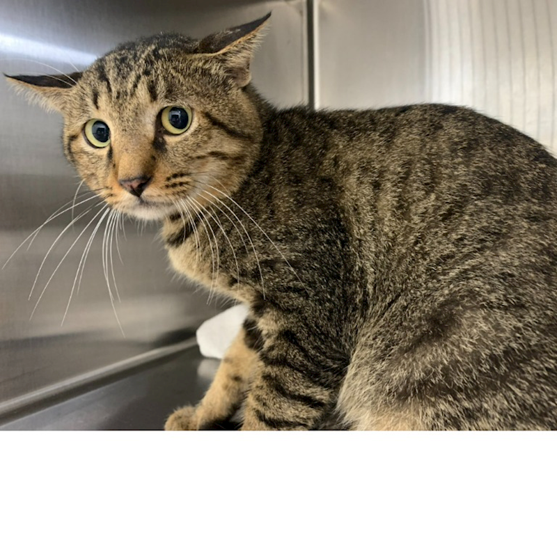 臺北市動物之家,編號:426418, 混種貓                 