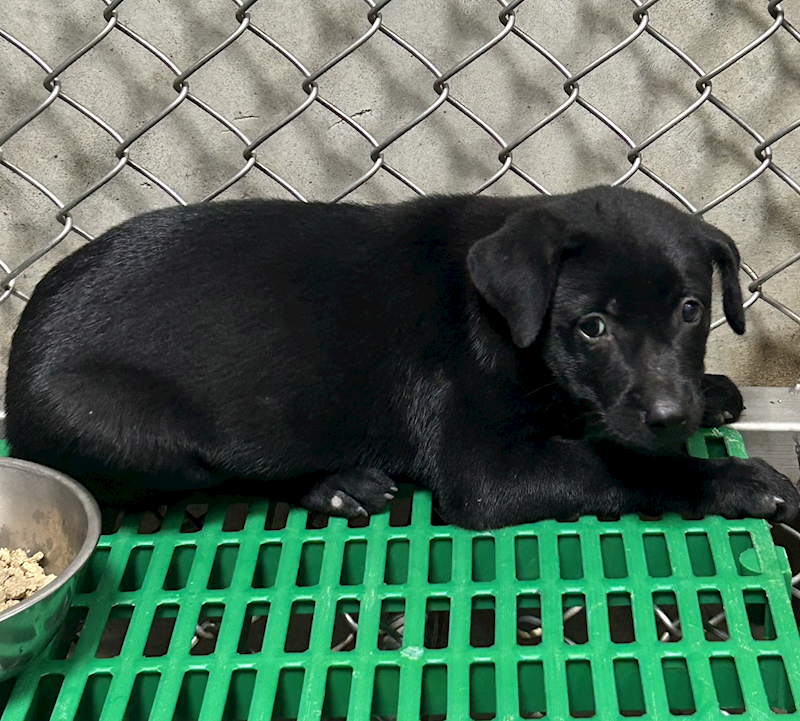 臺東縣動物收容中心,編號:465137, 混種犬          