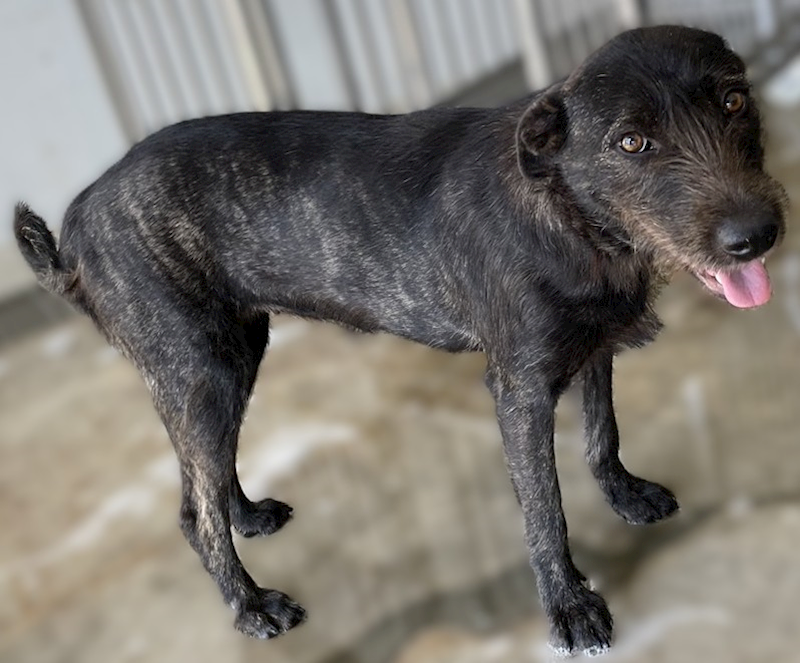 花蓮縣狗貓躍動園區,編號:386853, 混種犬          