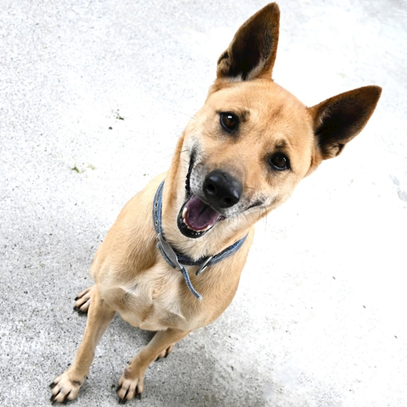 花蓮縣狗貓躍動園區,編號:352972, 混種犬          