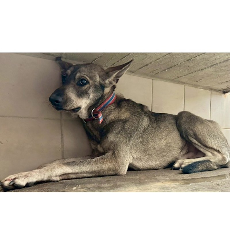 花蓮縣狗貓躍動園區,編號:445434, 混種犬          
