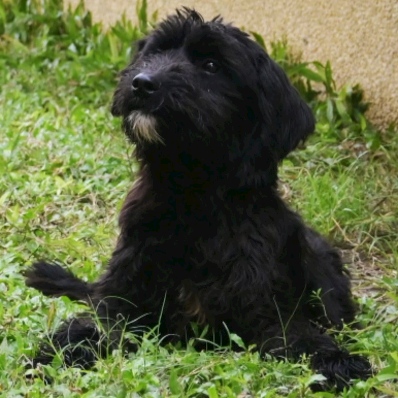 花蓮縣狗貓躍動園區,編號:287855, 混種犬          