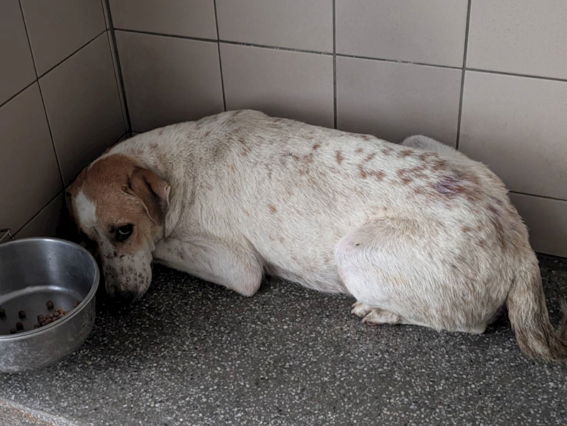 高雄市燕巢動物保護關愛園區,編號:455724, 混種犬          