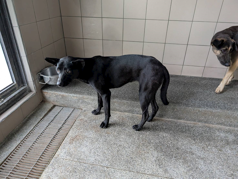 高雄市燕巢動物保護關愛園區,編號:455728, 混種犬          