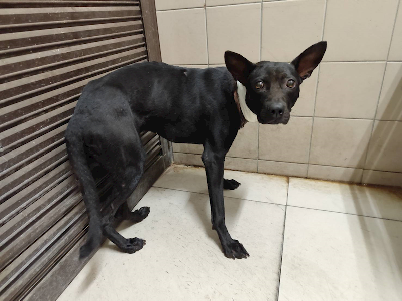 高雄市燕巢動物保護關愛園區,編號:422716, 混種犬          