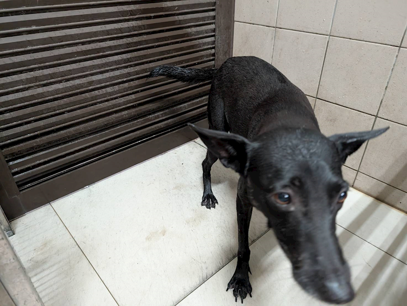 高雄市燕巢動物保護關愛園區,編號:455727, 混種犬          