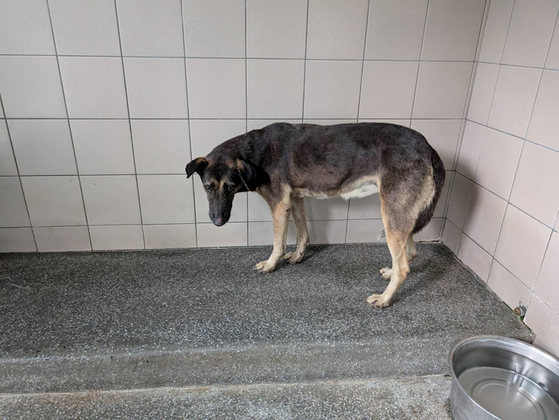 高雄市燕巢動物保護關愛園區,編號:455725, 混種犬          