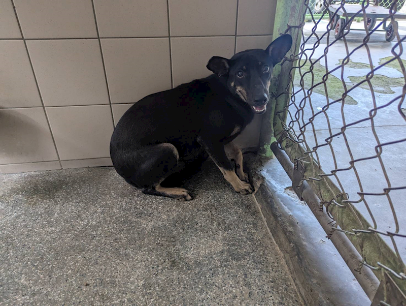 高雄市燕巢動物保護關愛園區,編號:421510, 混種犬          