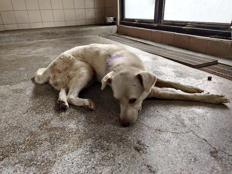 高雄市燕巢動物保護關愛園區,編號:421515, 混種犬          