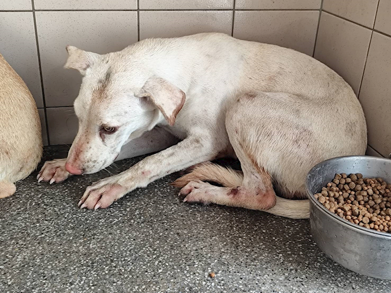 高雄市燕巢動物保護關愛園區,編號:421614, 混種犬          