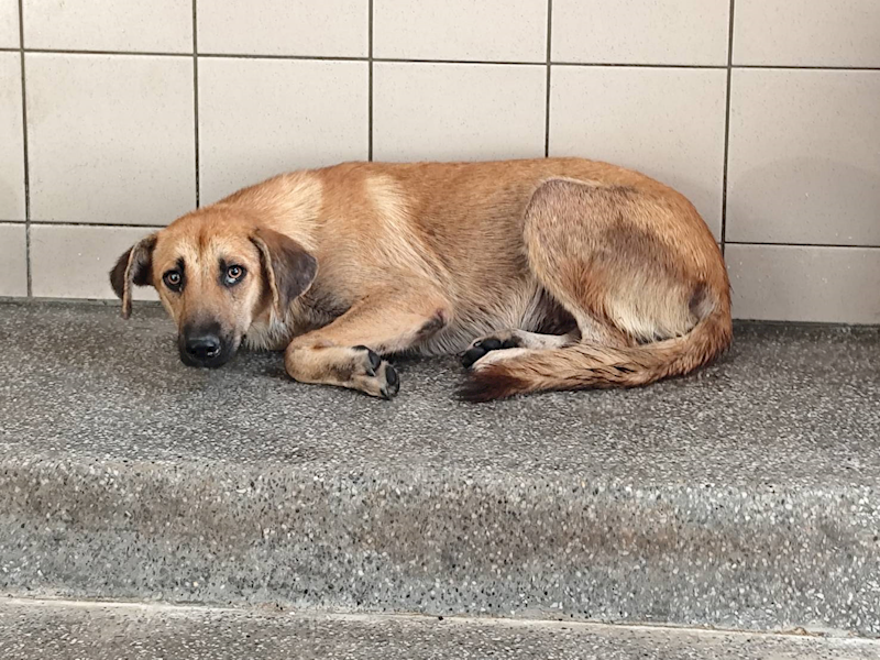 高雄市燕巢動物保護關愛園區,編號:421516, 混種犬          
