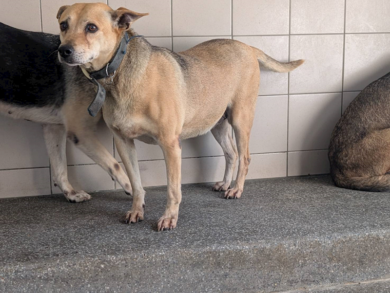 高雄市燕巢動物保護關愛園區,編號:422839, 混種犬          