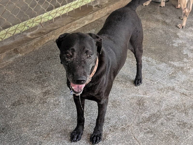 高雄市燕巢動物保護關愛園區,編號:422836, 混種犬          