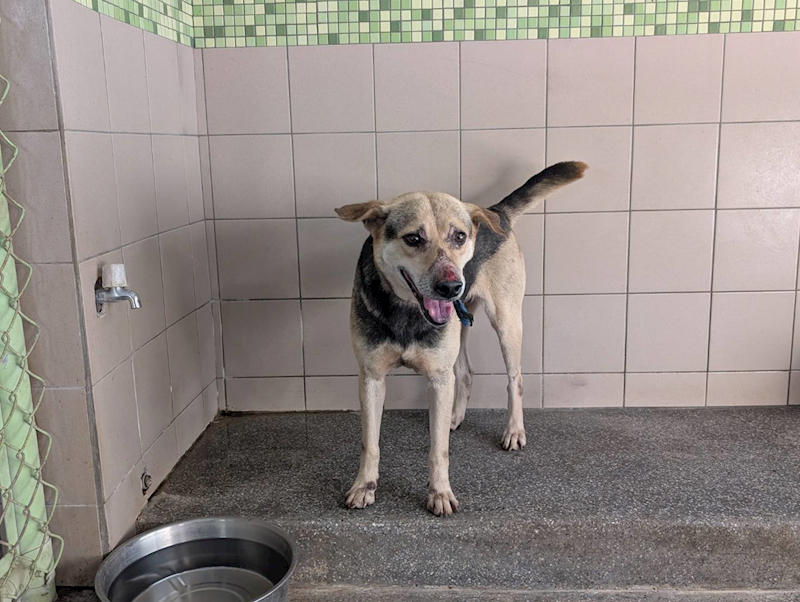 高雄市燕巢動物保護關愛園區,編號:422837, 混種犬          