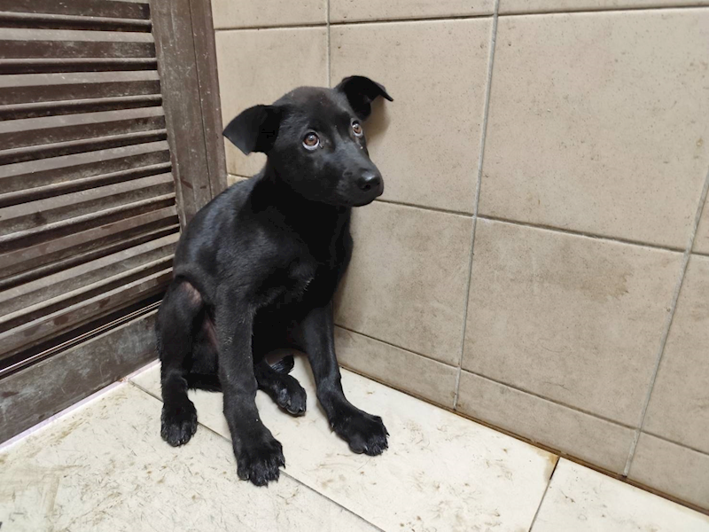 高雄市燕巢動物保護關愛園區,編號:457736, 混種犬          