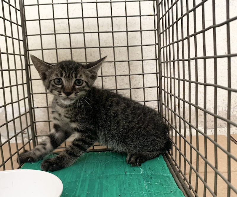 臺北市動物之家,編號:465127, 混種貓                 