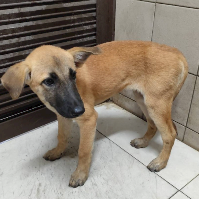 高雄市燕巢動物保護關愛園區,編號:422042, 混種犬          