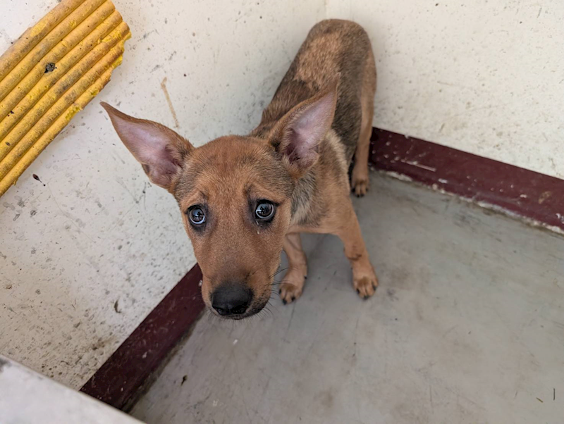 高雄市燕巢動物保護關愛園區,編號:455723, 混種犬          