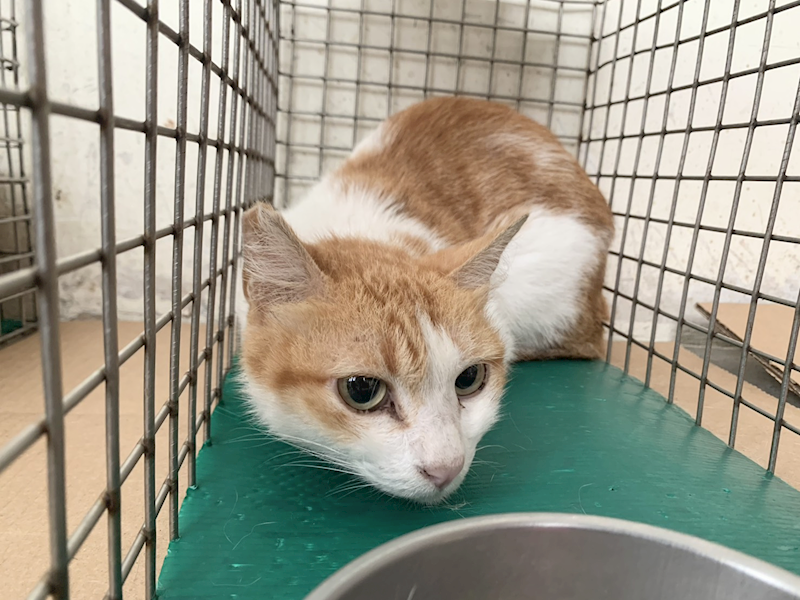 臺北市動物之家,編號:465124, 混種貓                 