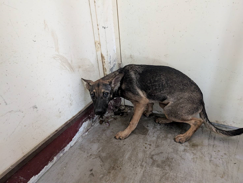 高雄市燕巢動物保護關愛園區,編號:423464, 混種犬          