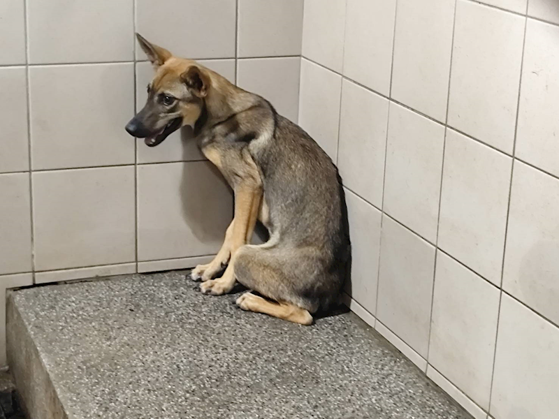 高雄市燕巢動物保護關愛園區,編號:424537, 混種犬          