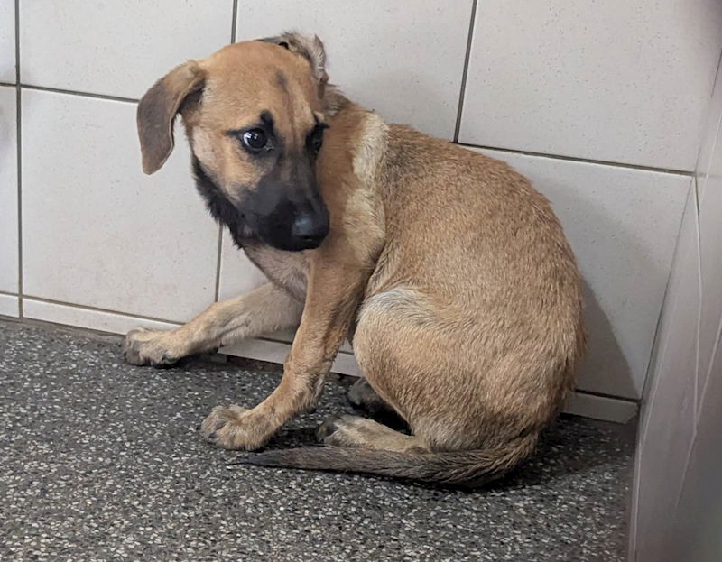高雄市燕巢動物保護關愛園區,編號:415345, 混種犬          