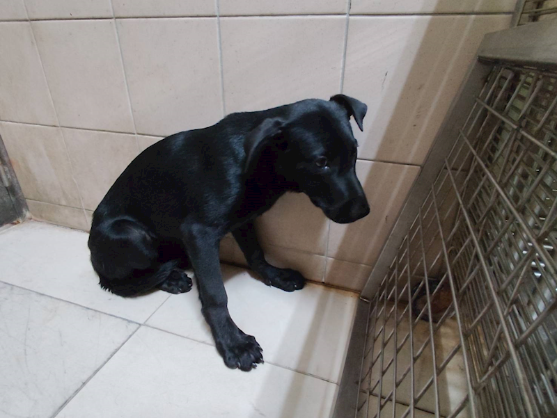 高雄市燕巢動物保護關愛園區,編號:455721, 混種犬          