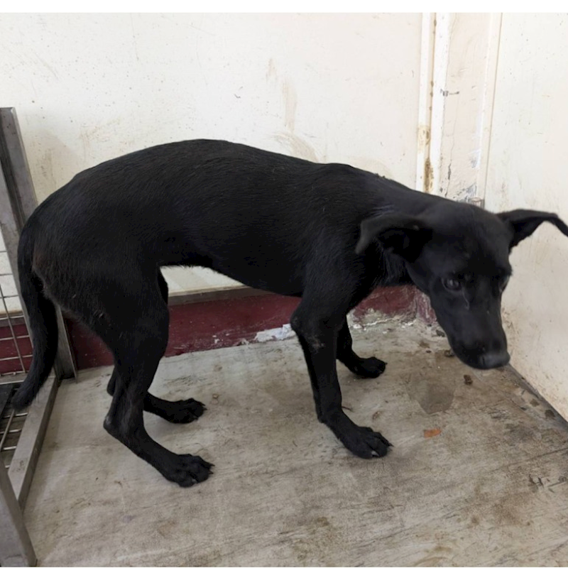 高雄市燕巢動物保護關愛園區,編號:421858, 混種犬          
