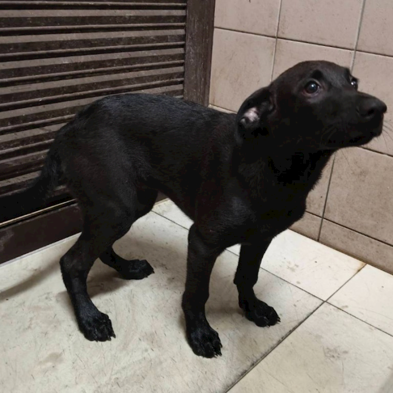 高雄市燕巢動物保護關愛園區,編號:422081, 混種犬          