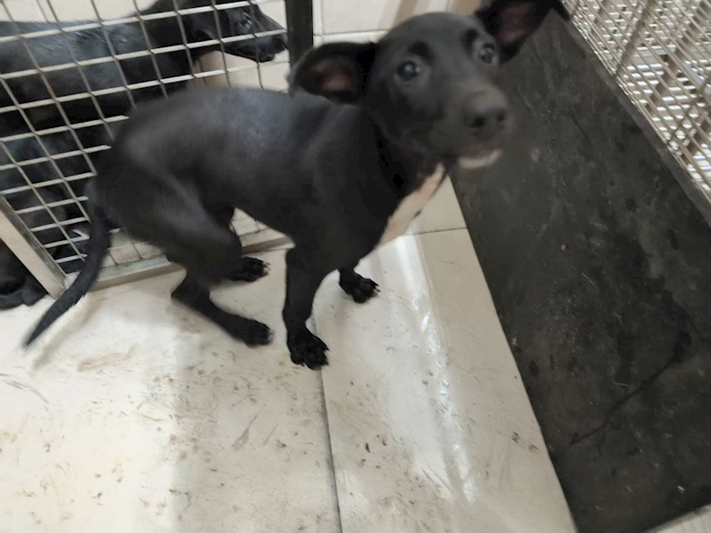 高雄市燕巢動物保護關愛園區,編號:423462, 混種犬          