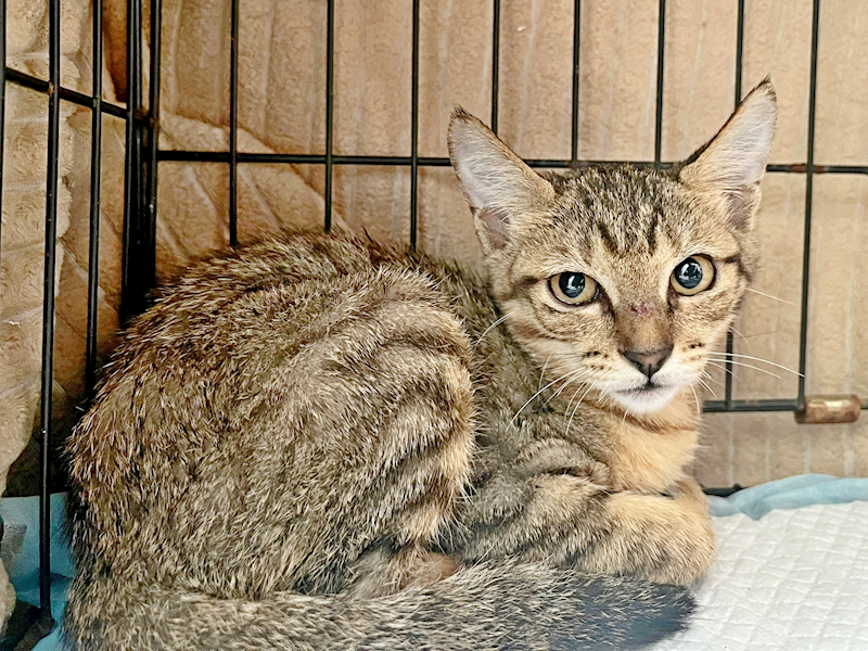 臺北市動物之家,編號:463301, 混種貓                 