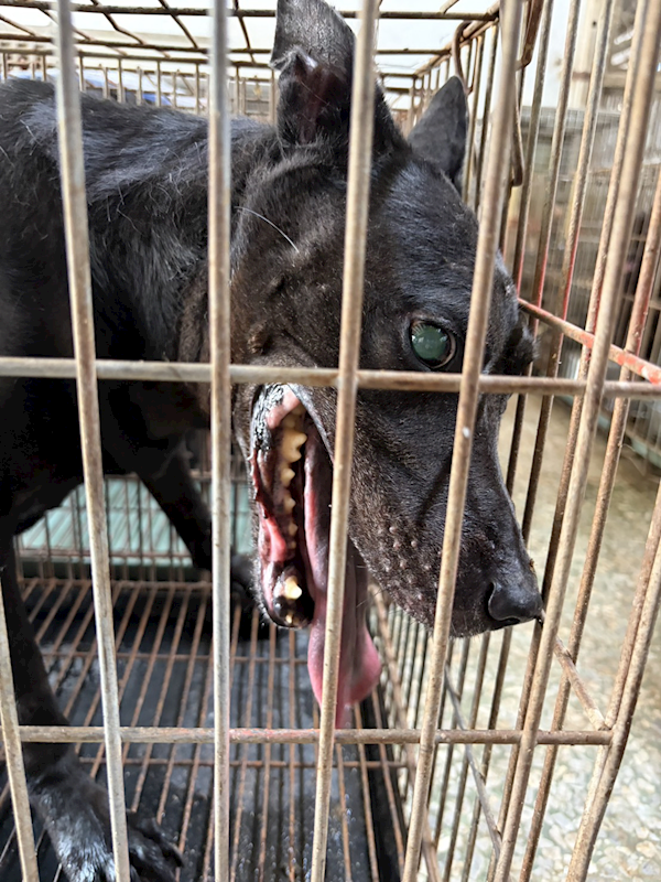 臺南市動物之家善化站,編號:465111, 混種犬          