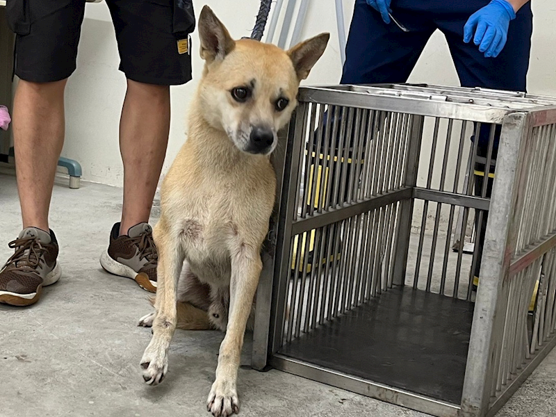 臺北市動物之家,編號:370898, 混種犬          