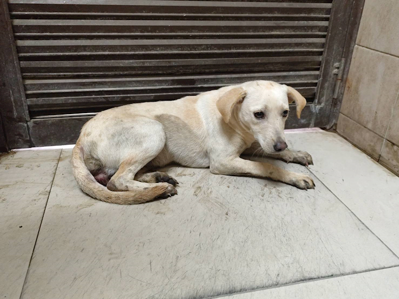 高雄市燕巢動物保護關愛園區,編號:441032, 混種犬          