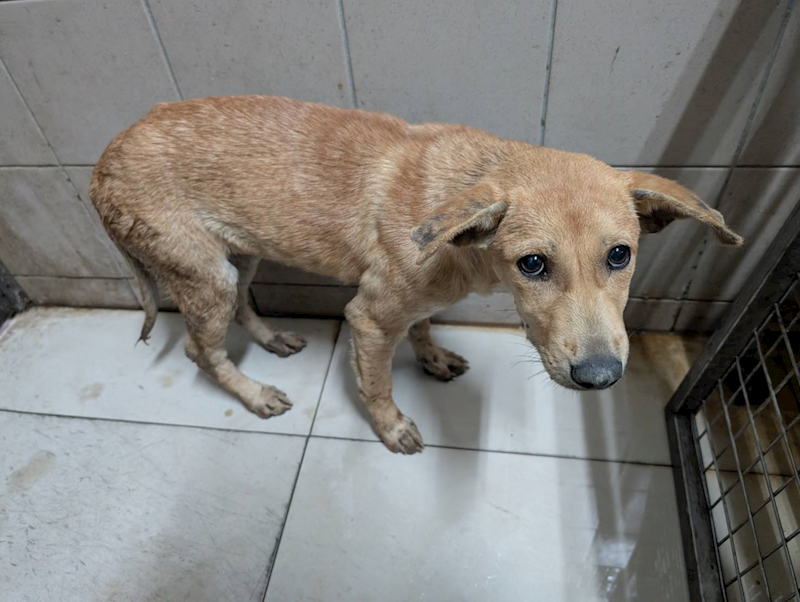 高雄市燕巢動物保護關愛園區,編號:441033, 混種犬          