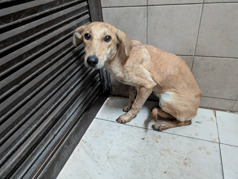 高雄市燕巢動物保護關愛園區,編號:457644, 混種犬          