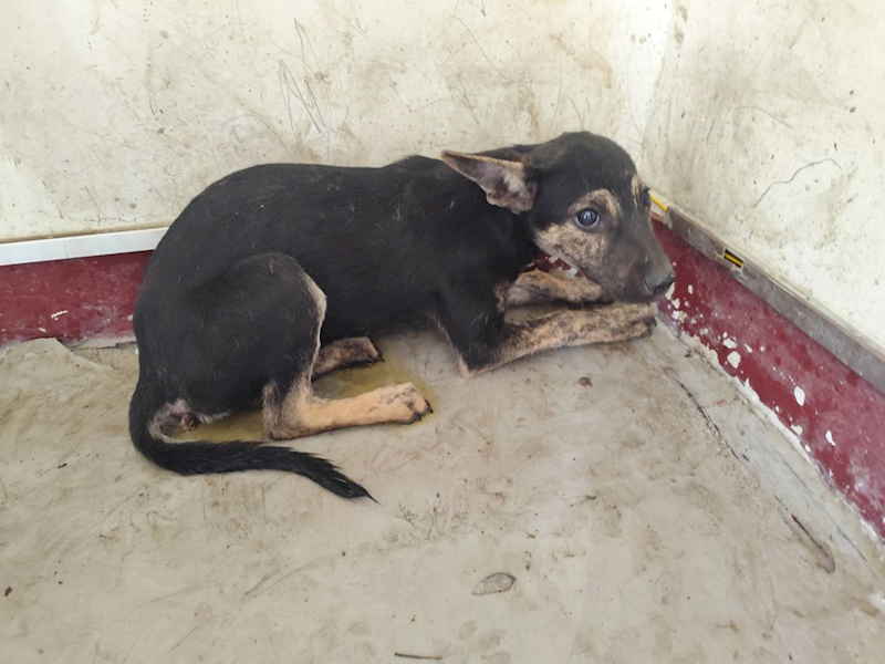 高雄市燕巢動物保護關愛園區,編號:457609, 混種犬          