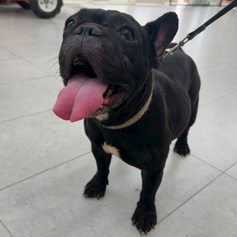 基隆市寵物銀行,編號:465094, 法國鬥牛犬