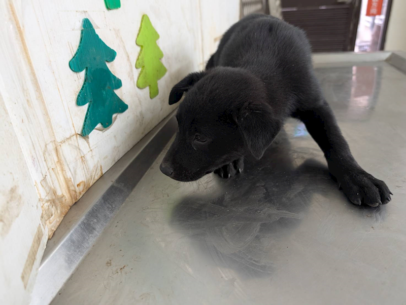 高雄市燕巢動物保護關愛園區,編號:457732, 混種犬          