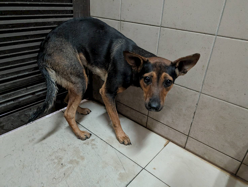 高雄市燕巢動物保護關愛園區,編號:457737, 混種犬          