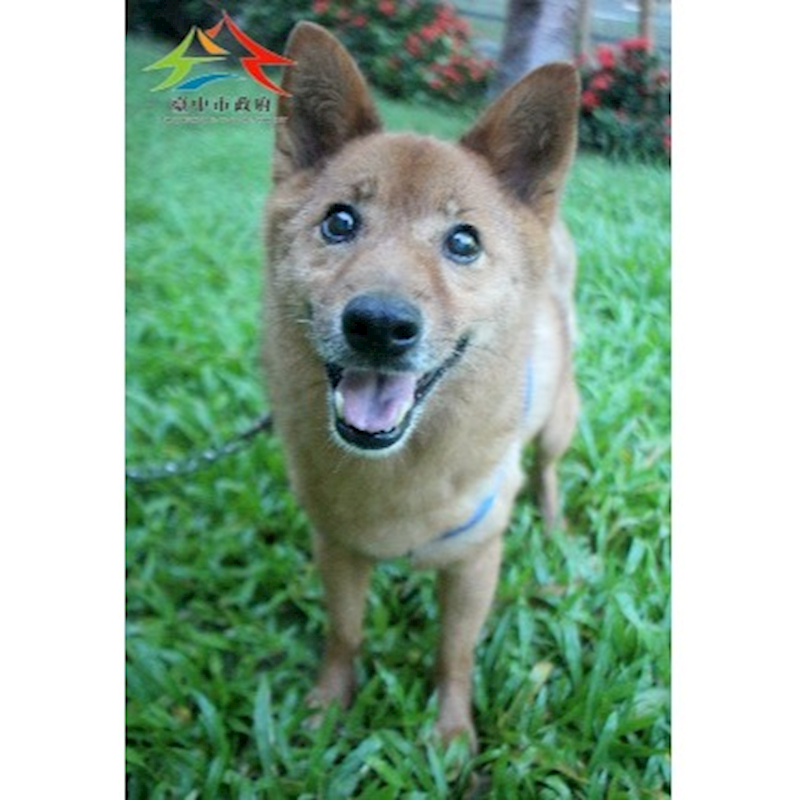 臺中市動物之家后里園區,編號:460655, 混種犬          