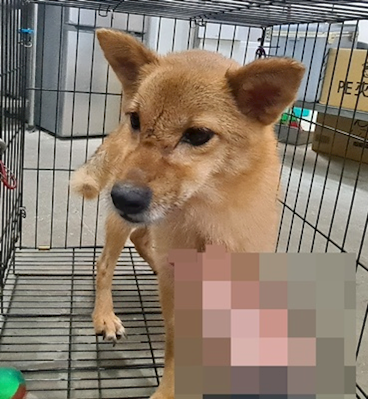 臺中市動物之家后里園區,編號:460656, 混種犬          