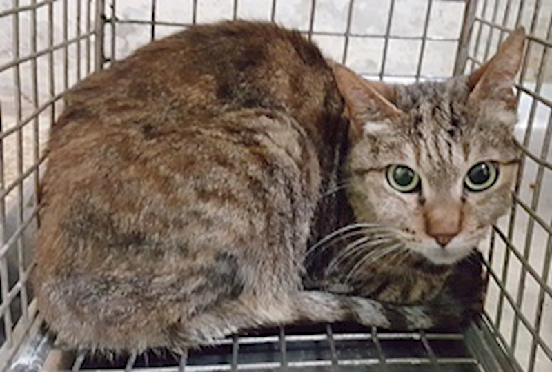 臺中市動物之家后里園區,編號:465090, 混種貓                 