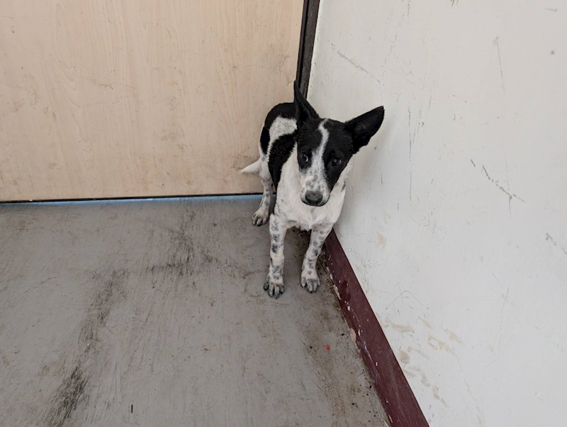 高雄市燕巢動物保護關愛園區,編號:441035, 混種犬          