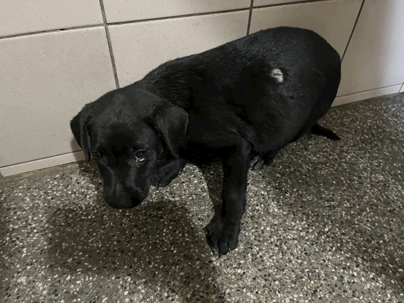高雄市燕巢動物保護關愛園區,編號:457719, 混種犬          