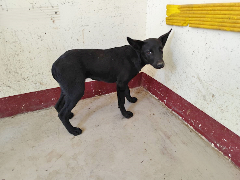 高雄市燕巢動物保護關愛園區,編號:457721, 混種犬          