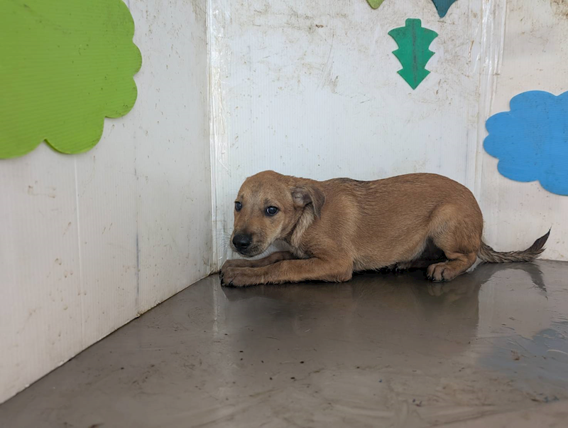 高雄市燕巢動物保護關愛園區,編號:431476, 混種犬          