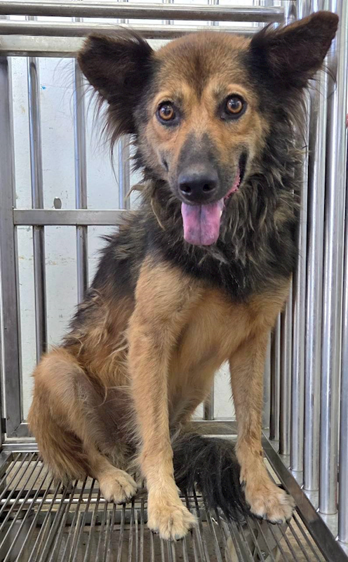花蓮縣狗貓躍動園區,編號:464571, 混種犬          